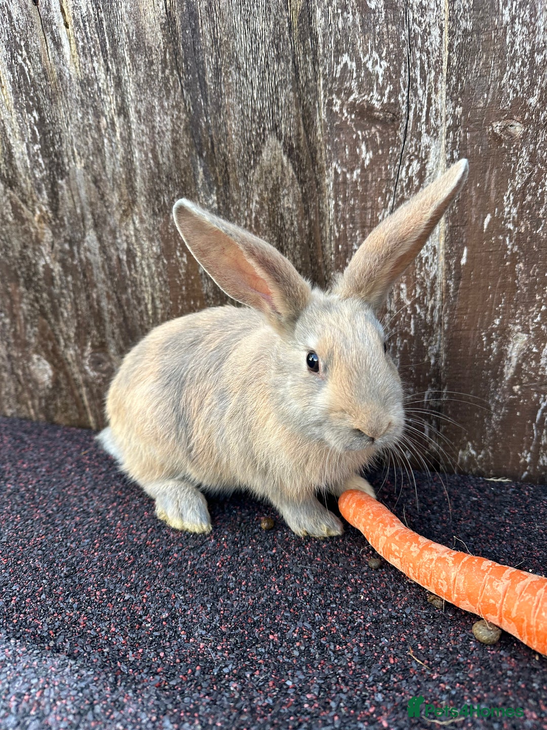 Continental Giant rabbits for sale: Ready now 1 doe bucks harlequin continentals  - Image 4