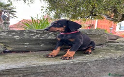 Dobermann dogs for sale: Ready now, Outstanding KC Reg Dobermann puppies - Image 8