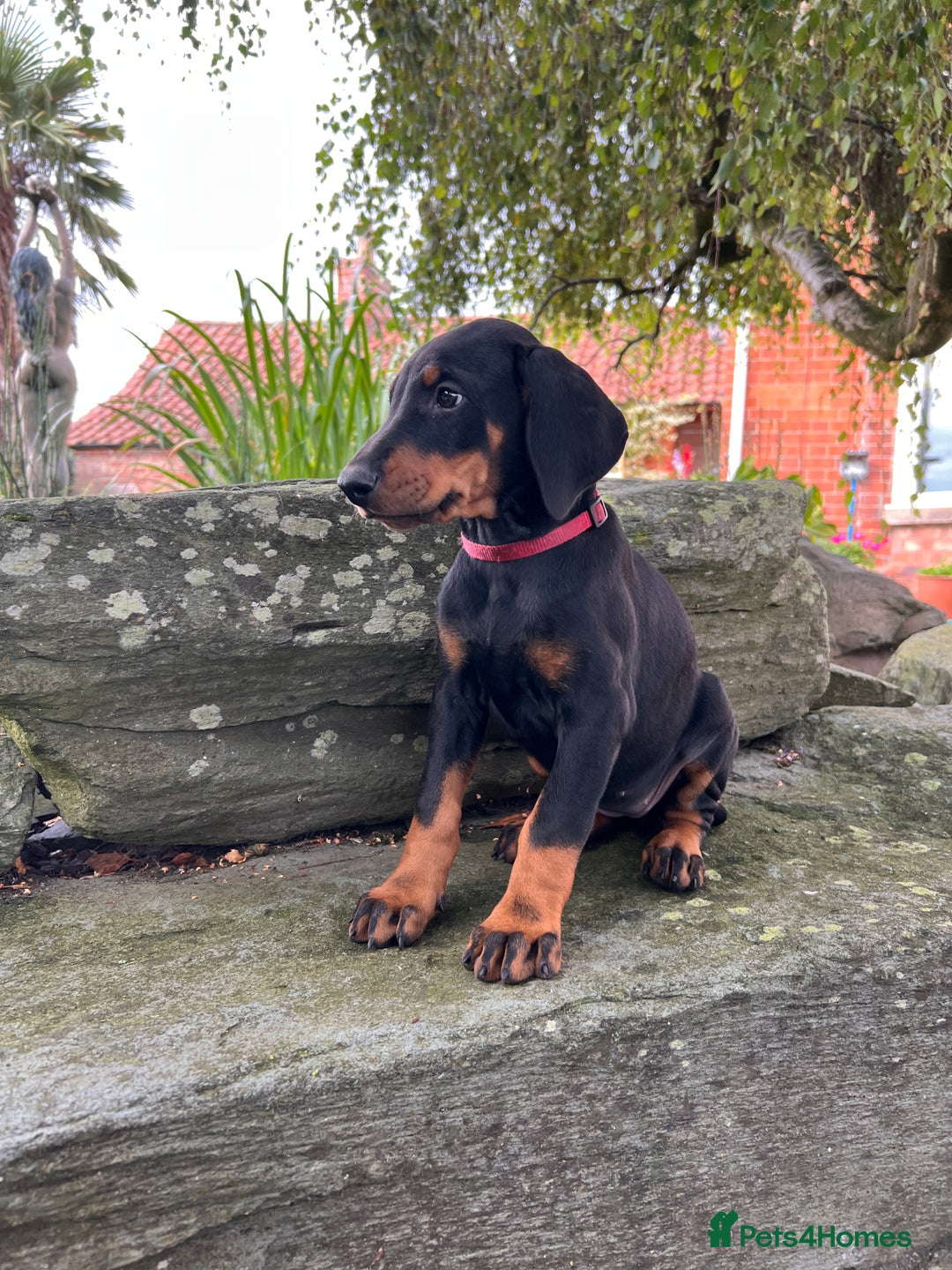 Dobermann dogs for sale: Ready now, Outstanding KC Reg Dobermann puppies - Image 8