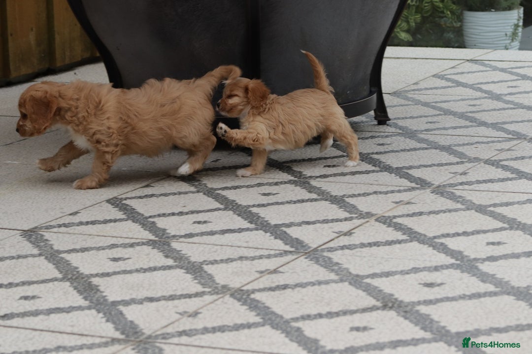 Cavapoo dogs for sale: F1 Cavapoo puppies for sale - Image 10