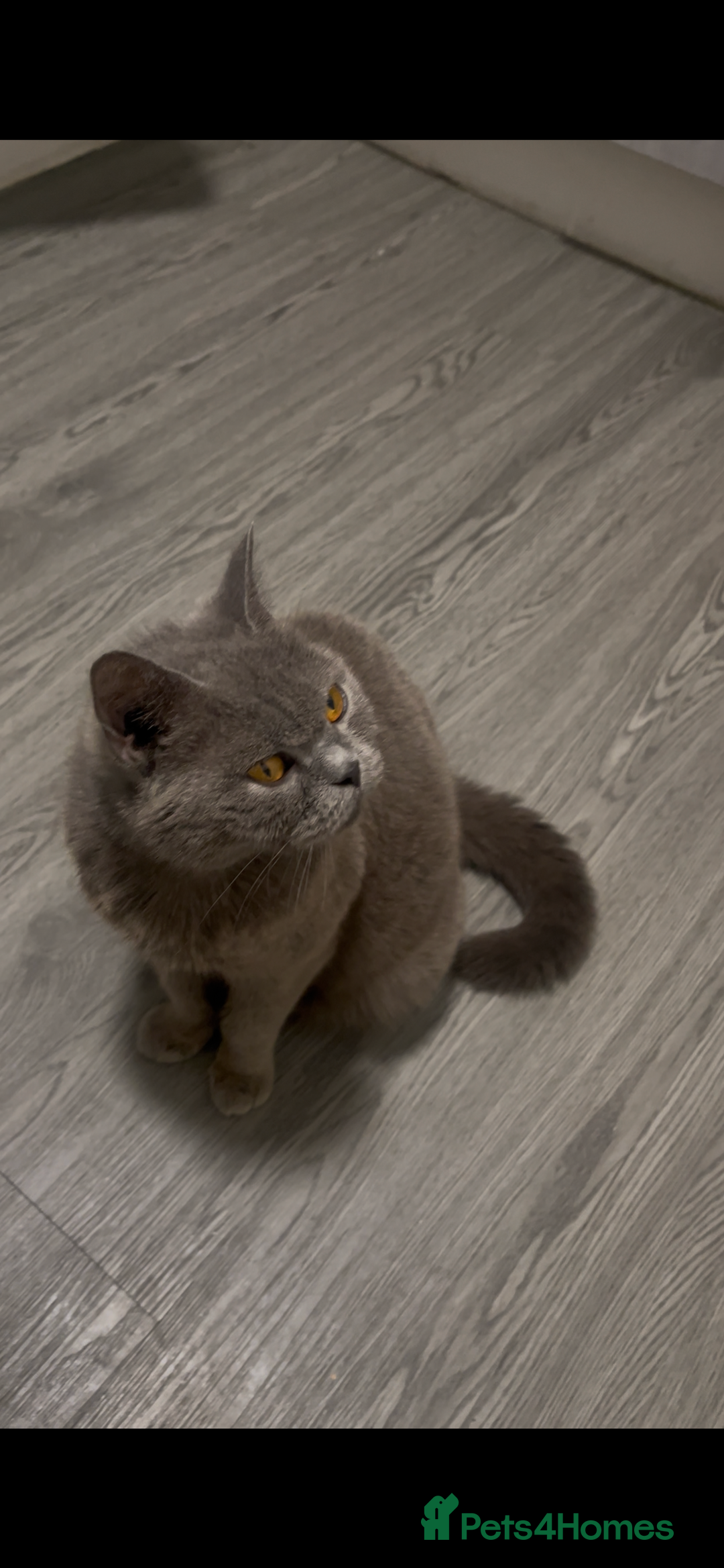 British Shorthair cats for sale: Looking for a forever home - Advert 2