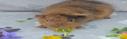 Guinea Pig rodents for sale: 4 pure Teddie Boys in Lutterworth - Advert 4
