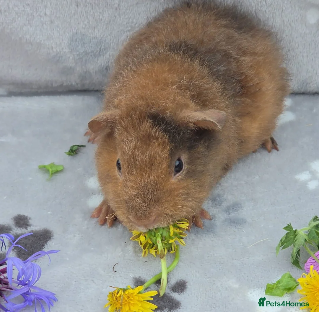 Guinea Pig rodents for sale: 4 pure Teddie Boys in Lutterworth - Advert 4