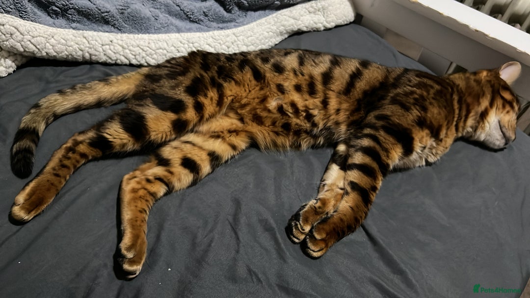 Bengal cats for sale: PURE BENGAL CAT - Image 4