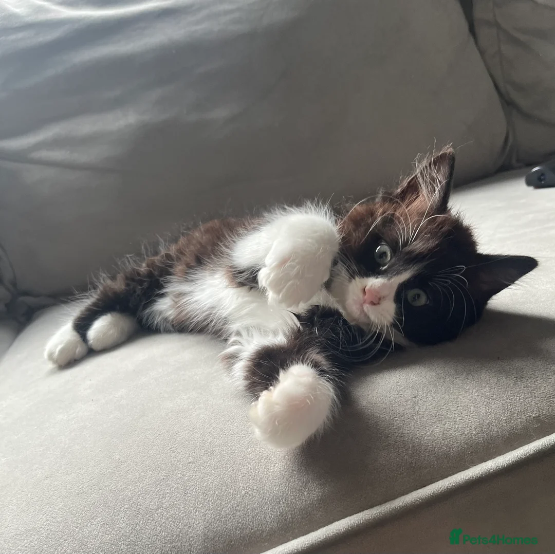 Ragdoll cats for sale: 2 male ragdoll tuxedo cats - Advert 9