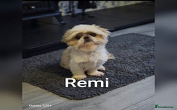 Shih Tzu dogs for sale: 3 lovely adult girls  - Image 4