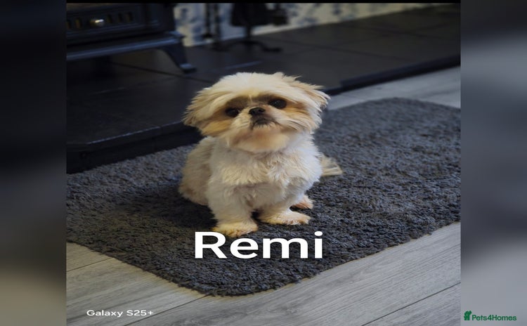 Shih Tzu dogs - Advert 7