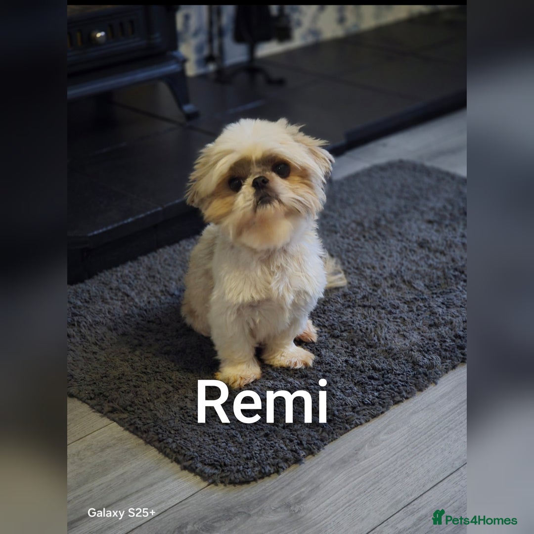 Shih Tzu dogs for sale: 3 lovely adult girls  - Image 4