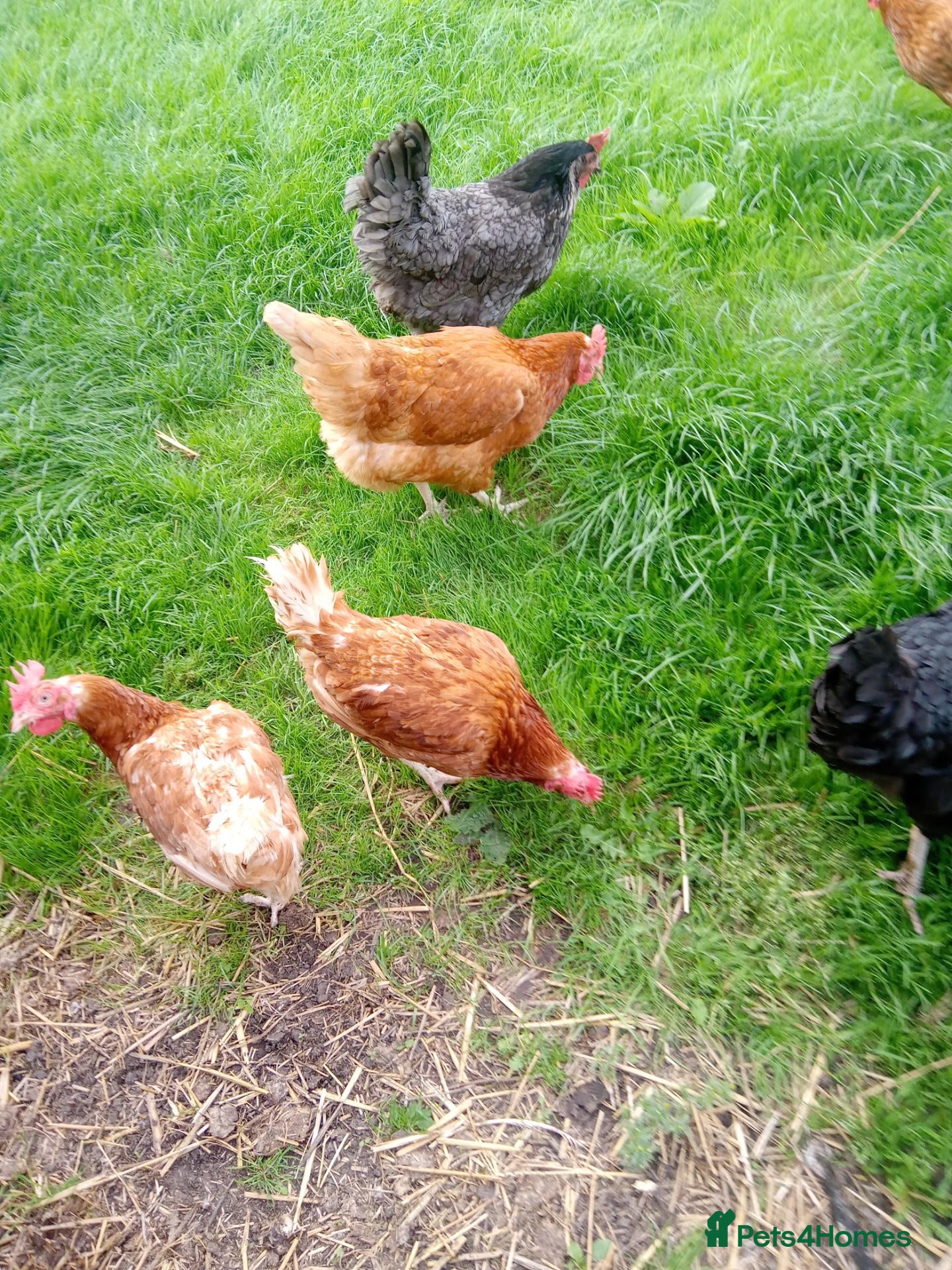 Hens poultry Laying hens for sale - Advert 1