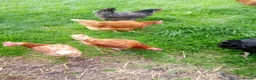 Hens poultry for sale: Laying hens for sale - Advert 1