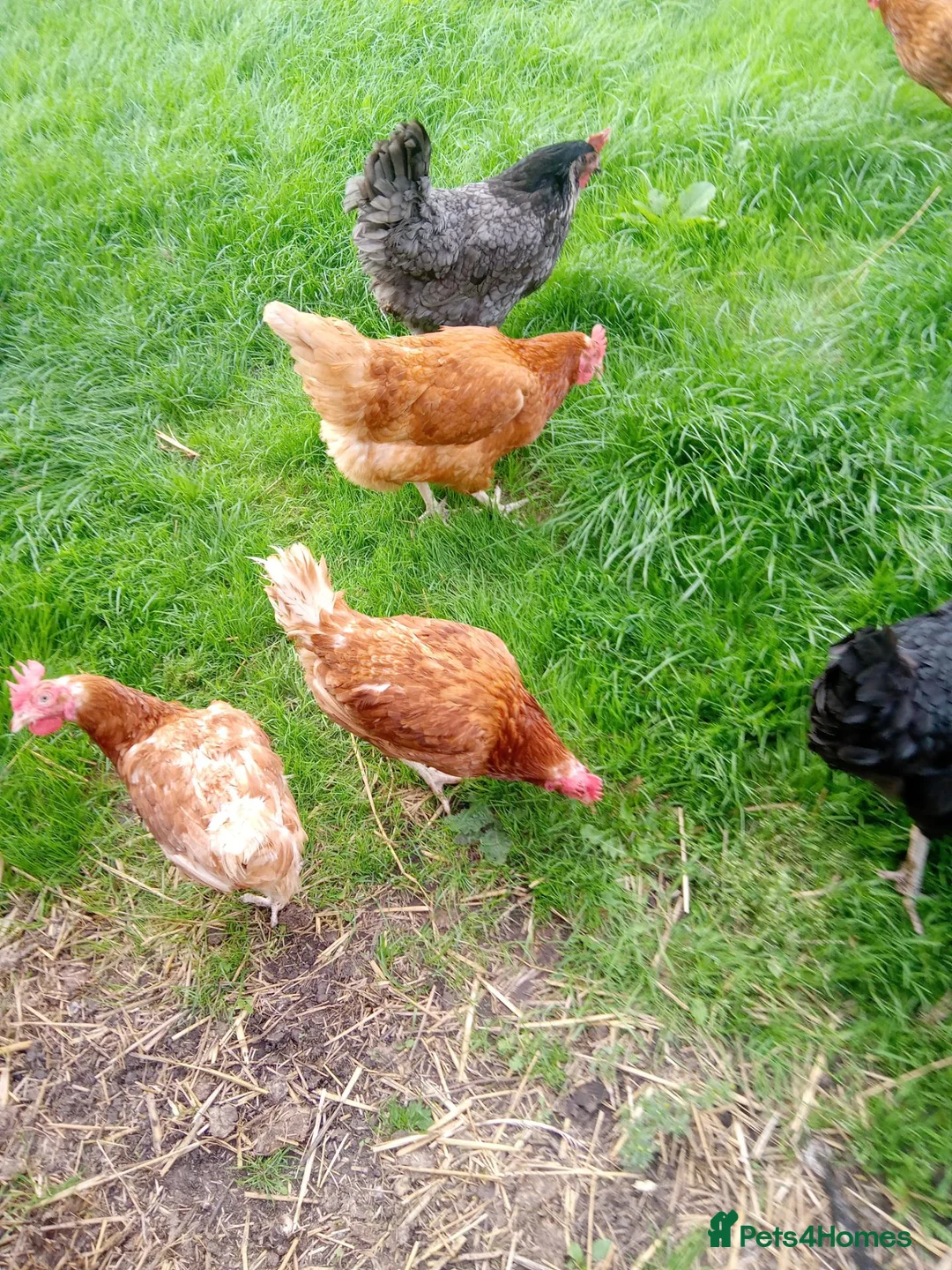 Hens poultry for sale: Laying hens for sale - Advert 1