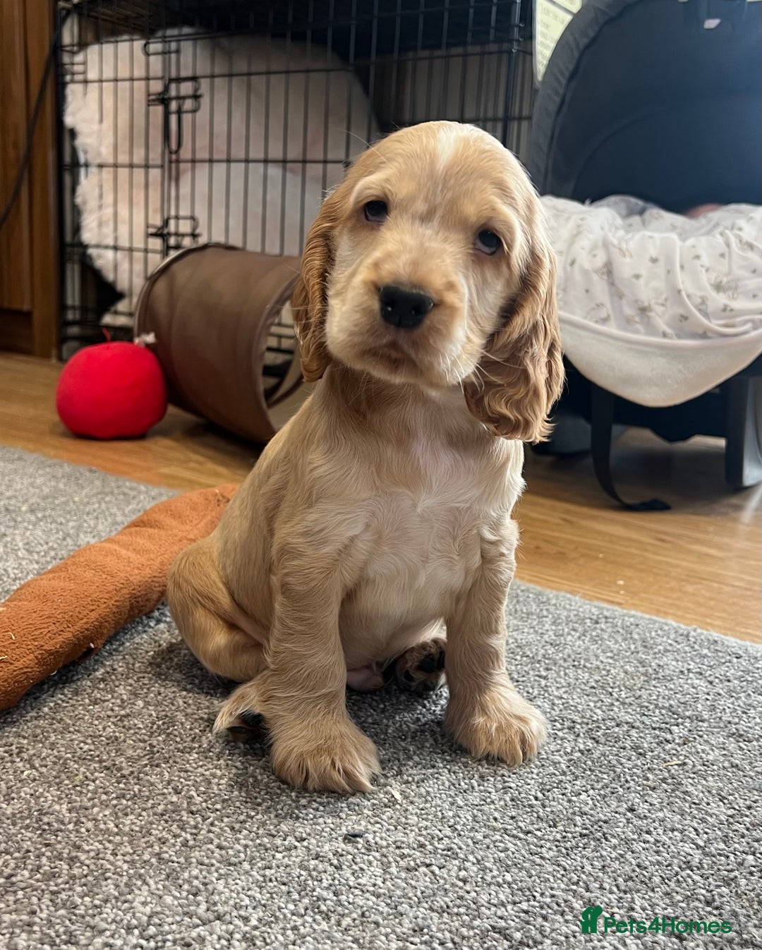 Cocker Spaniel dogs for sale: Handsome cocker spaniel boys - Image 12