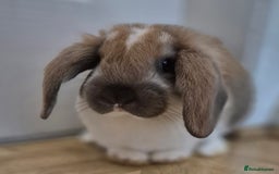 Mini Lop rabbits for sale: Male mini lop - Image 1