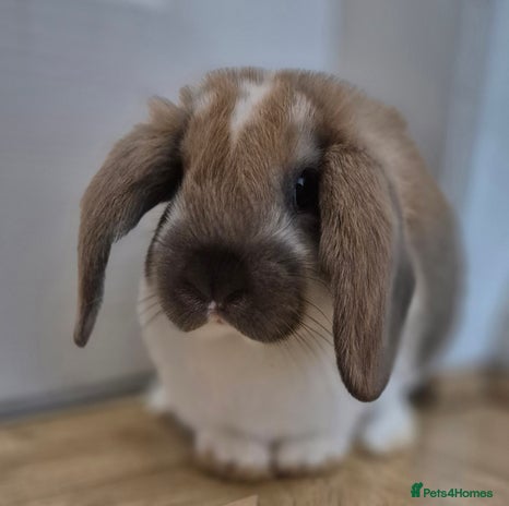 Mini Lop rabbits - Advert 16