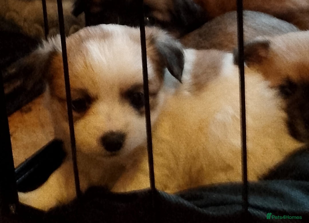 Chihuahua dogs for sale:  Chihuahua puppies can be seen with mum and dad  - Advert 2