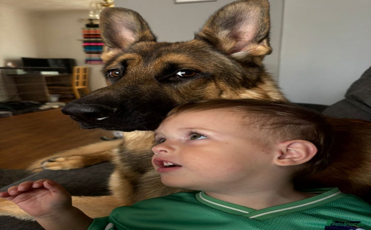 German Shepherd dogs - Advert 2