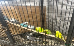 Budgerigars birds for sale: Colourful budgies - Image 11