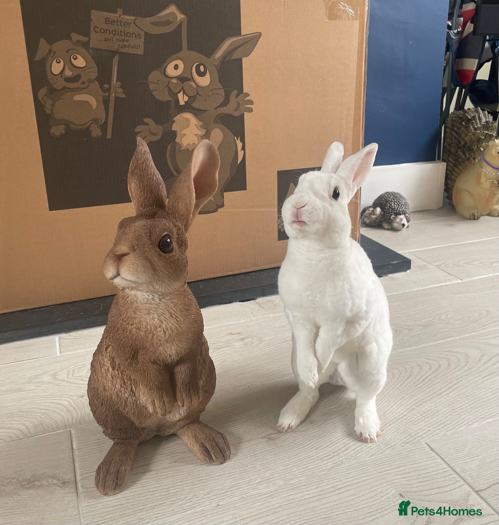 Rex rabbits Pure bred mini Rex 🐰  - Advert 9