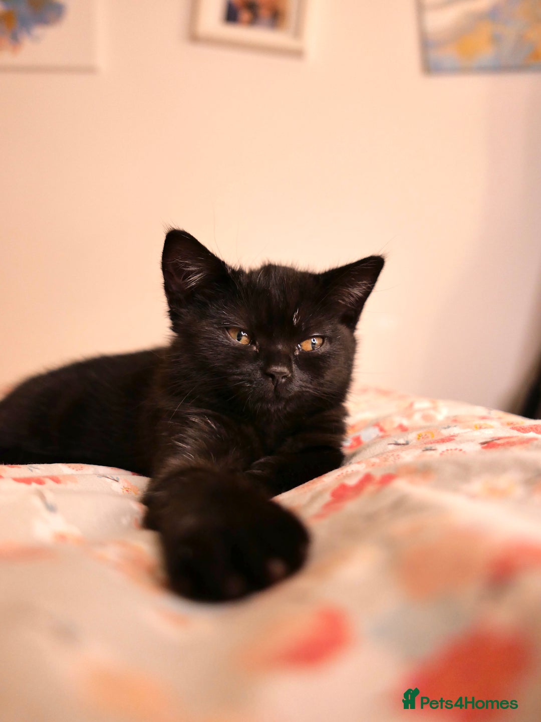 British Shorthair cats for sale: Black Smoke British Shorthair Kitten - Shadow - Advert 5