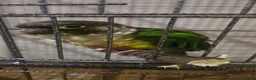 Conures birds for sale: Green cheeked conure for sale with good size cage  - Advert 4