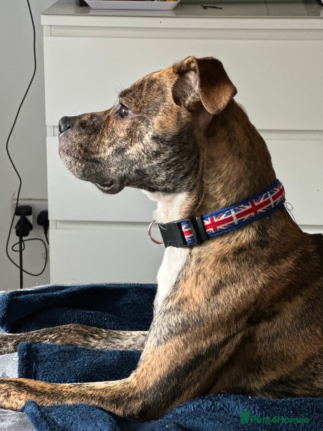 Mixed Breed dogs for sale: Wolfie - 10 Month Old - Image 5