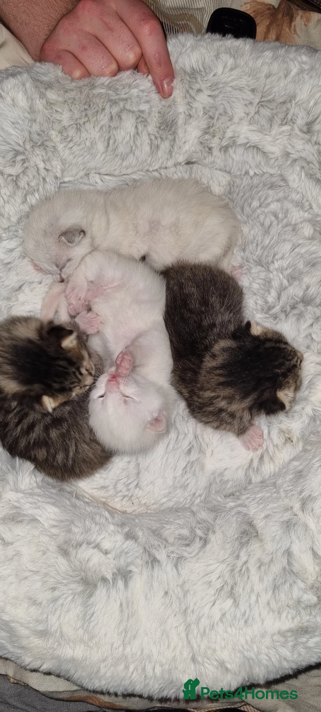 Mixed Breed cats for sale: Bengal mother. Father tabby with maincoon kittens  in Sanquhar - Advert 8