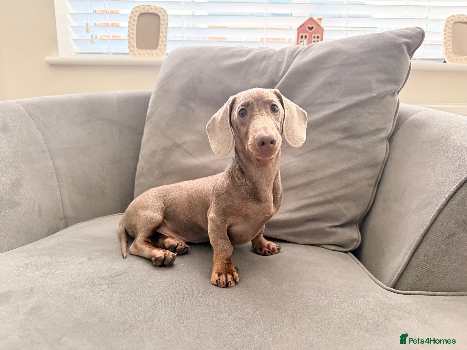 Miniature Dachshund dogs MINIATURE DACHSHUND STUD AVAILABLE - Advert 15