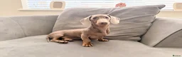 Miniature Dachshund dogs for stud: MINIATURE DACHSHUND STUD AVAILABLE - Advert 1