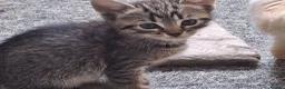Mixed Breed cats for sale: Bengamese mix litter - Advert 9
