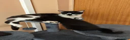 Mixed Breed cats for sale: Kittens in Worksop - Advert 11