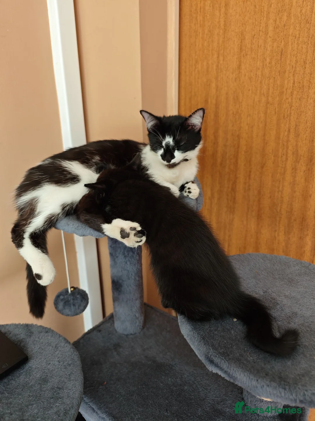 Mixed Breed cats for sale: Kittens in Worksop - Advert 11