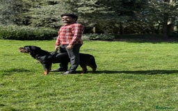 Rottweiler dogs for stud: Rottweiler Dog for Stud - Image 10