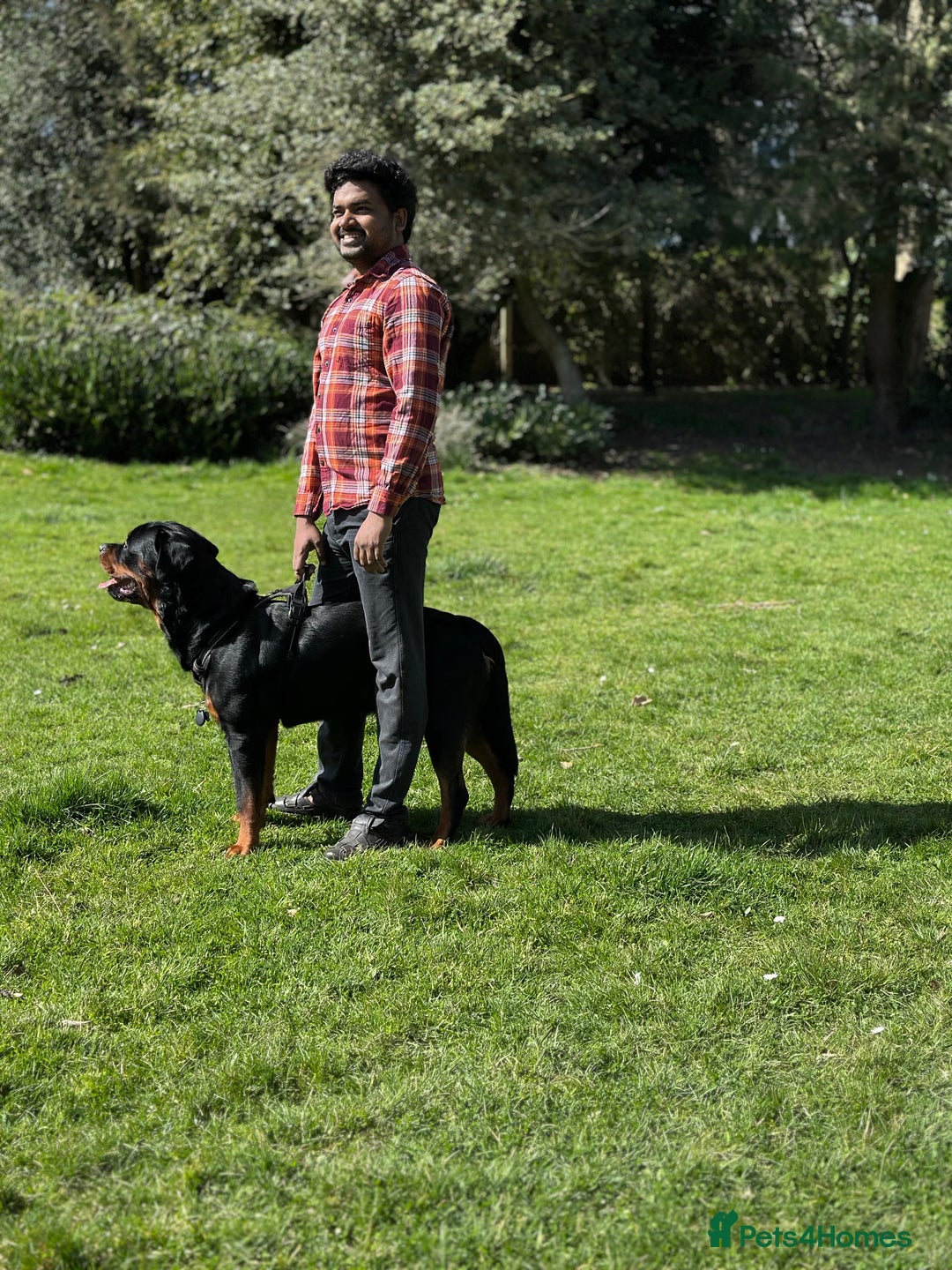 Rottweiler dogs for stud: Rottweiler Dog for Stud - Image 10