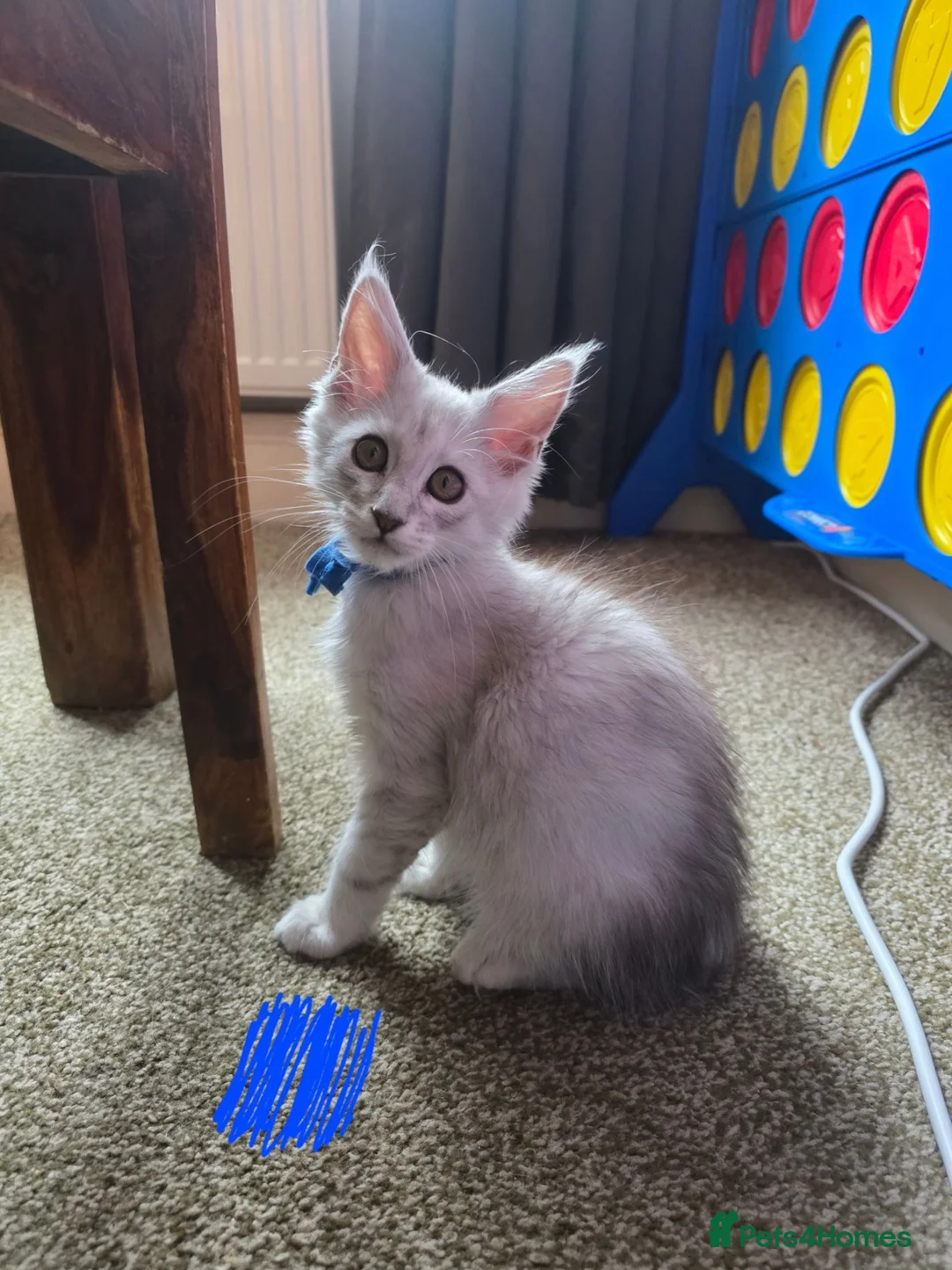 Maine Coon cats for sale: Ready Immediately. TICA 100% Maine Coon rare color - Advert 2