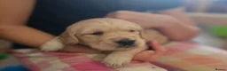 Golden Retriever dogs for sale: ✨Beautiful Golden Retrievers puppies! ✨ - Advert 21