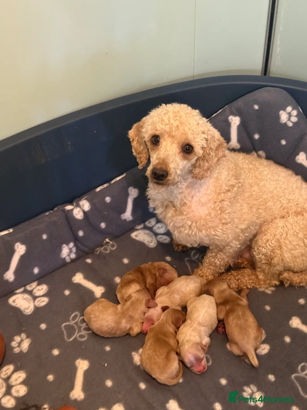 Cavapoo dogs for sale: Stunning F1 Cavapoos  - Advert 2