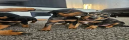 Miniature Pinscher dogs for sale: Miniature Pincher with Prague Ratter lineage - Advert 13