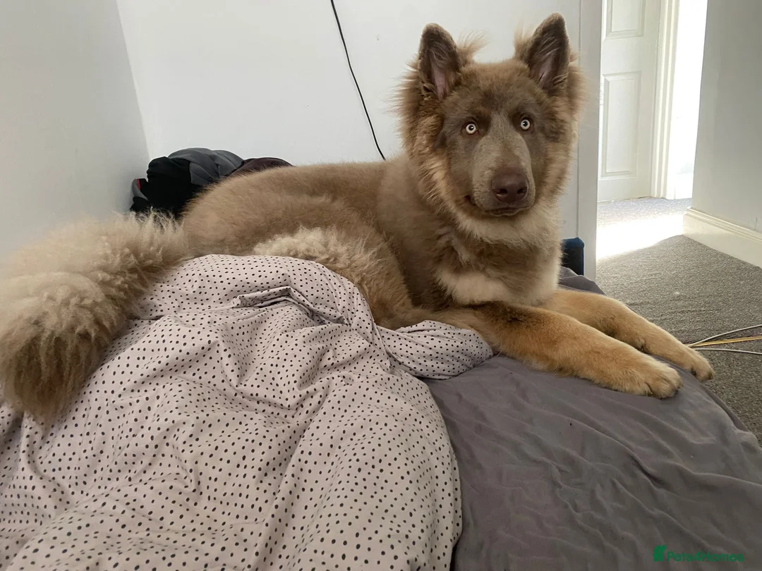 German Shepherd dogs for sale: Meet Sixty. Our Beautiful Isabella German Shepherd - Advert 13