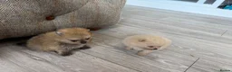 Pomeranian dogs for sale: Kc pomeranian puppies  - Advert 20