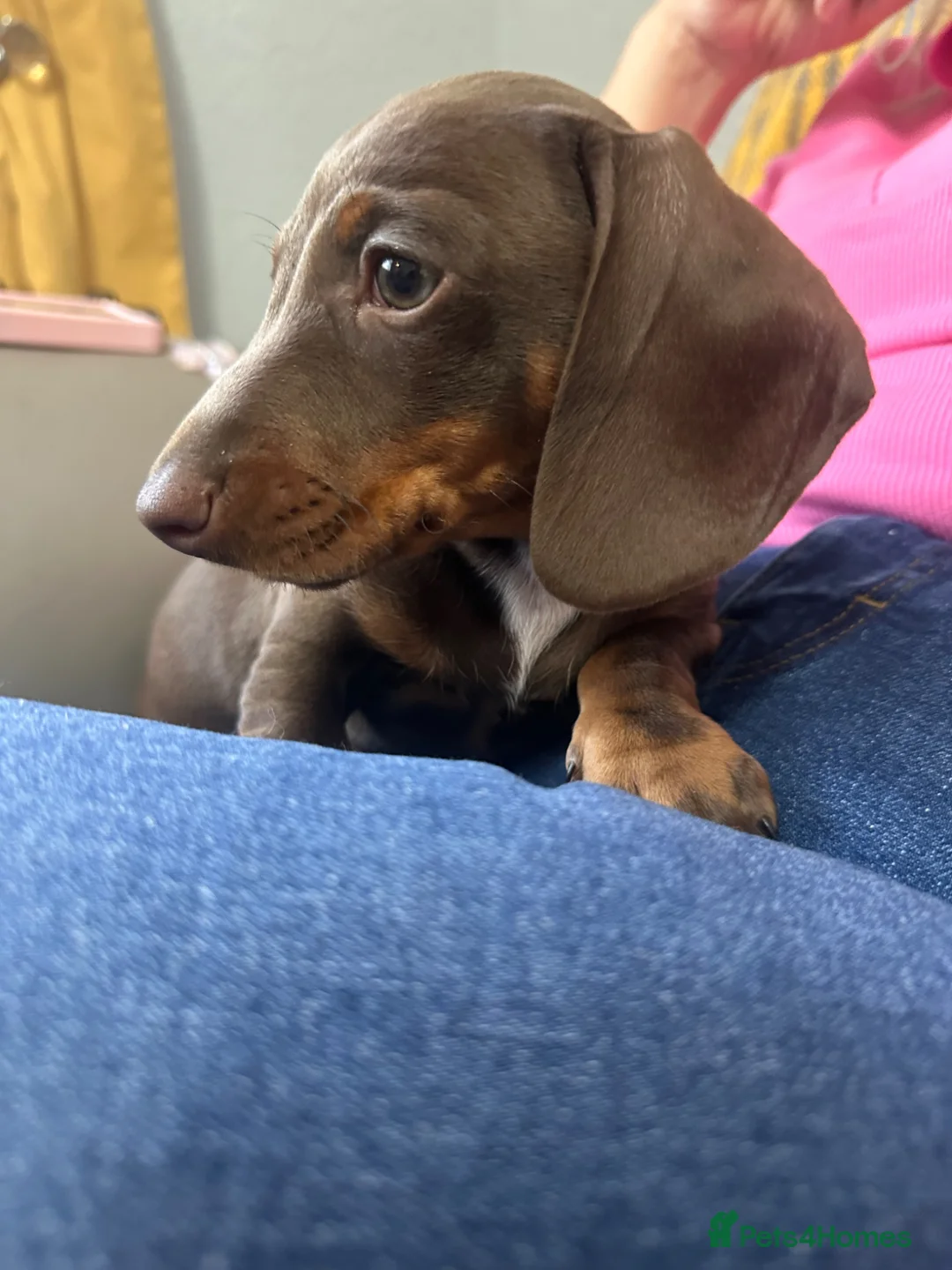 Dachshund dogs for sale: Gorgeous 8 week old male - Advert 2