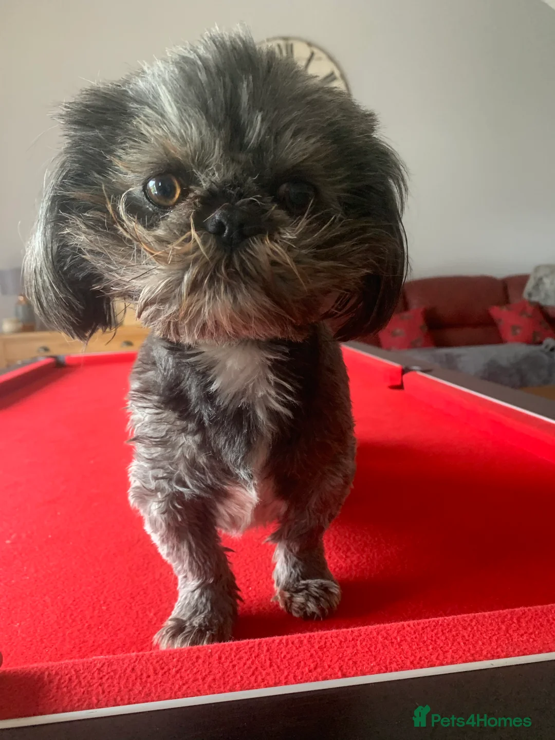 Shih Tzu dogs for sale: Shih Tzu 3/12 years old in Barnsley - Advert 3