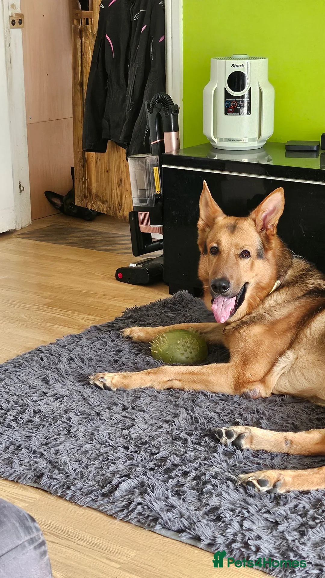Mixed Breed dogs for sale: Malinois x german shepherd  - Advert 10
