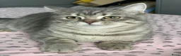 Scottish Fold cats for sale: Adorable Scottish Fold & Straight Kittens - Advert 17