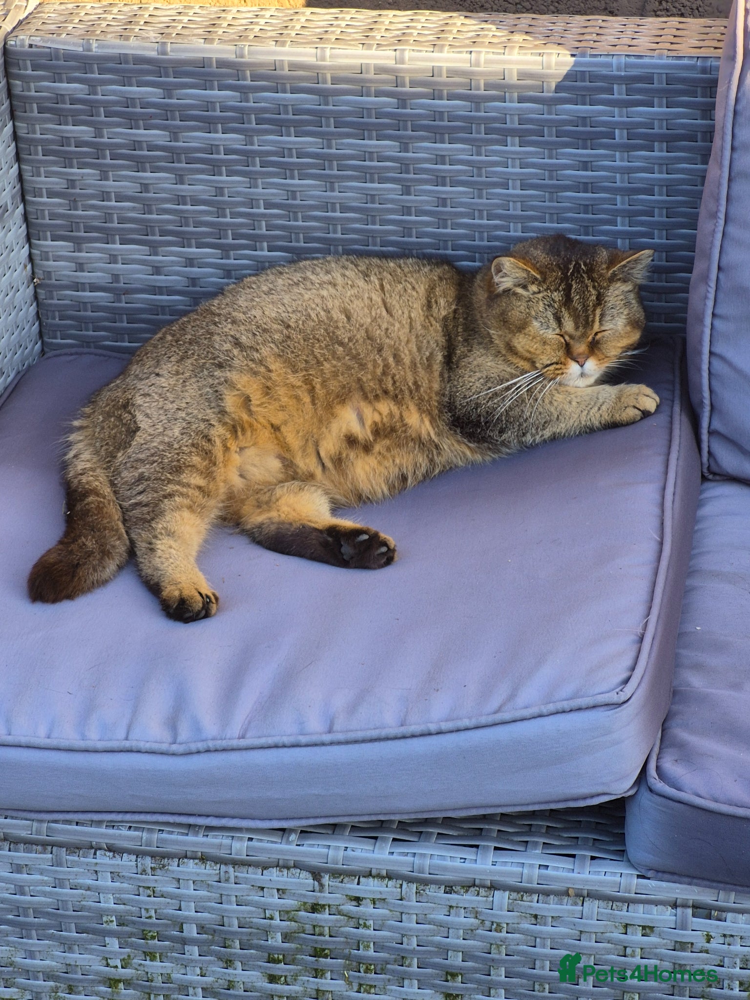 British Shorthair cats for sale: beautiful home bred British shorthair. in Verwood - Advert 3