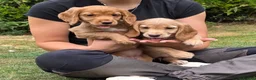 Cocker Spaniel dogs for sale: GORGEOUS GOLDEN HEALTH TESTED COCKER PUPPIES - Advert 4