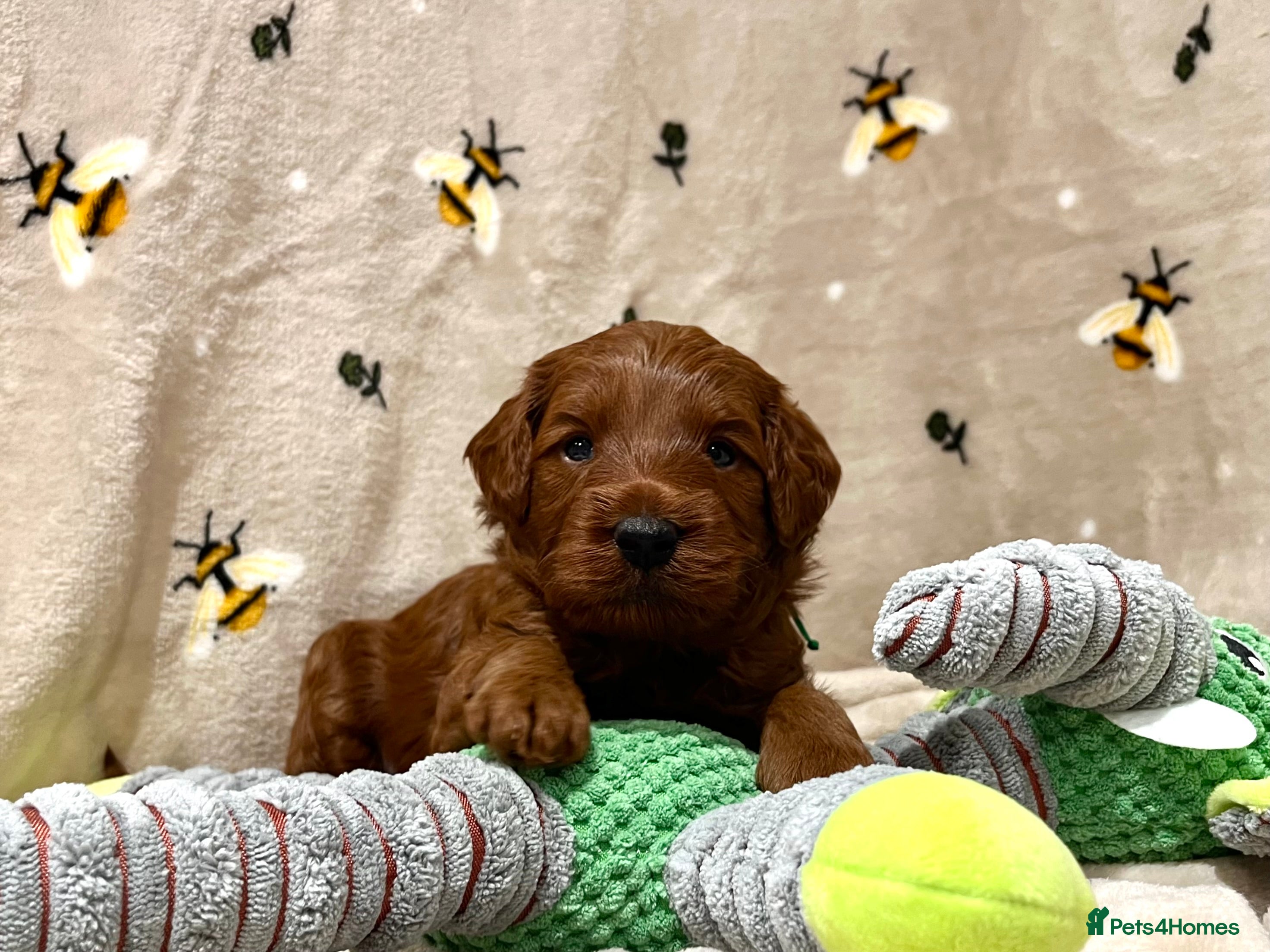 Cockapoo dogs 🌟Red F1BB Hypoallergenic DNA CLEAR Mini Cockapoos - Advert 13