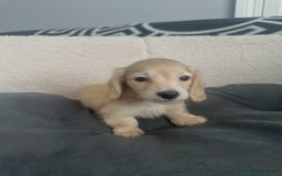 Miniature Dachshund dogs for sale: 2 male longhaired cream mini dachshunds. - Image 7