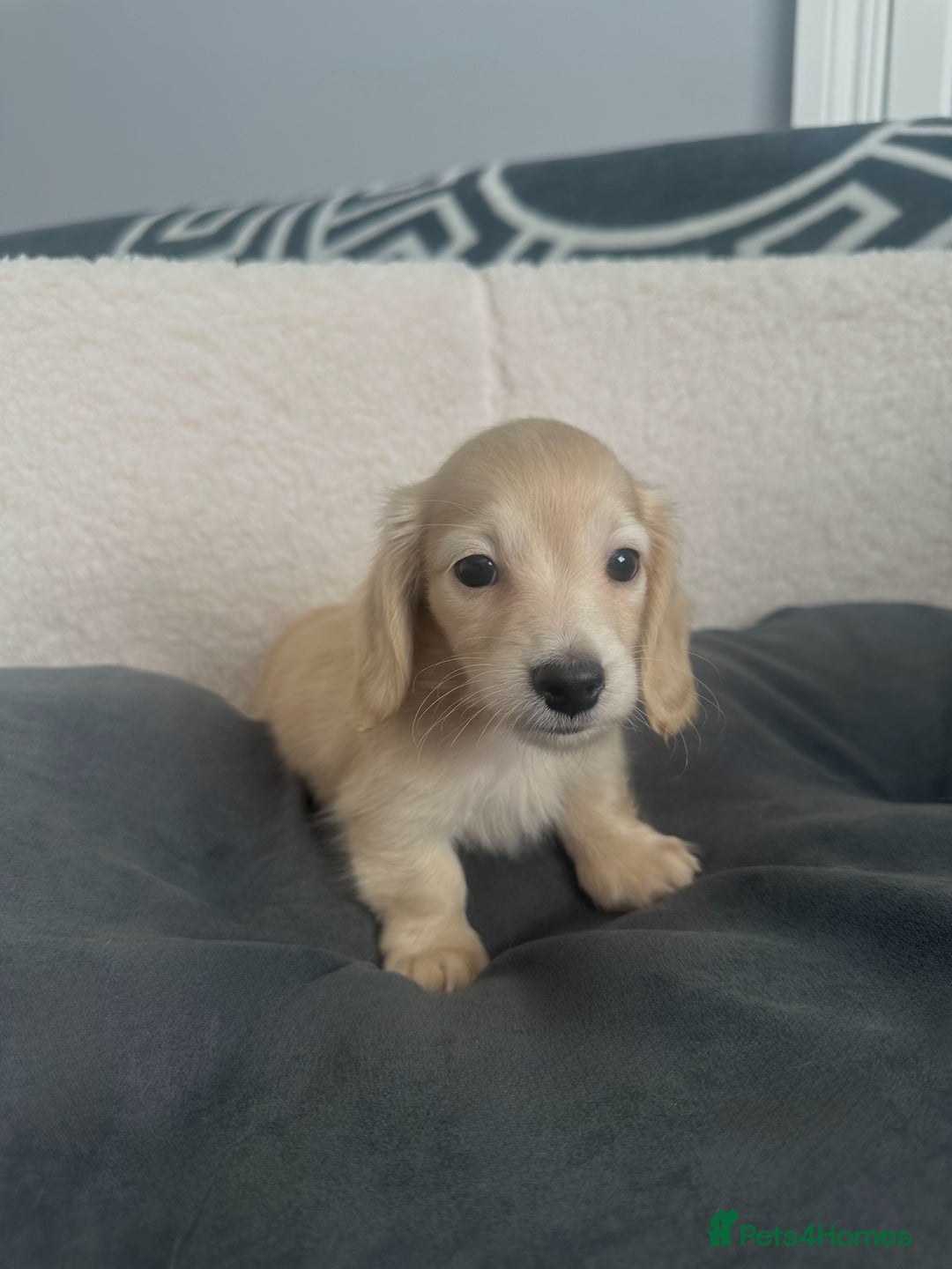 Miniature Dachshund dogs for sale: 2 male longhaired cream mini dachshunds. - Image 7
