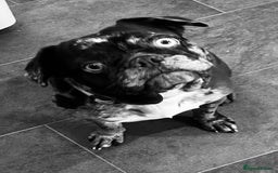 French Bulldog dogs for sale: Beautiful chocolate Merle girl  - Image 8