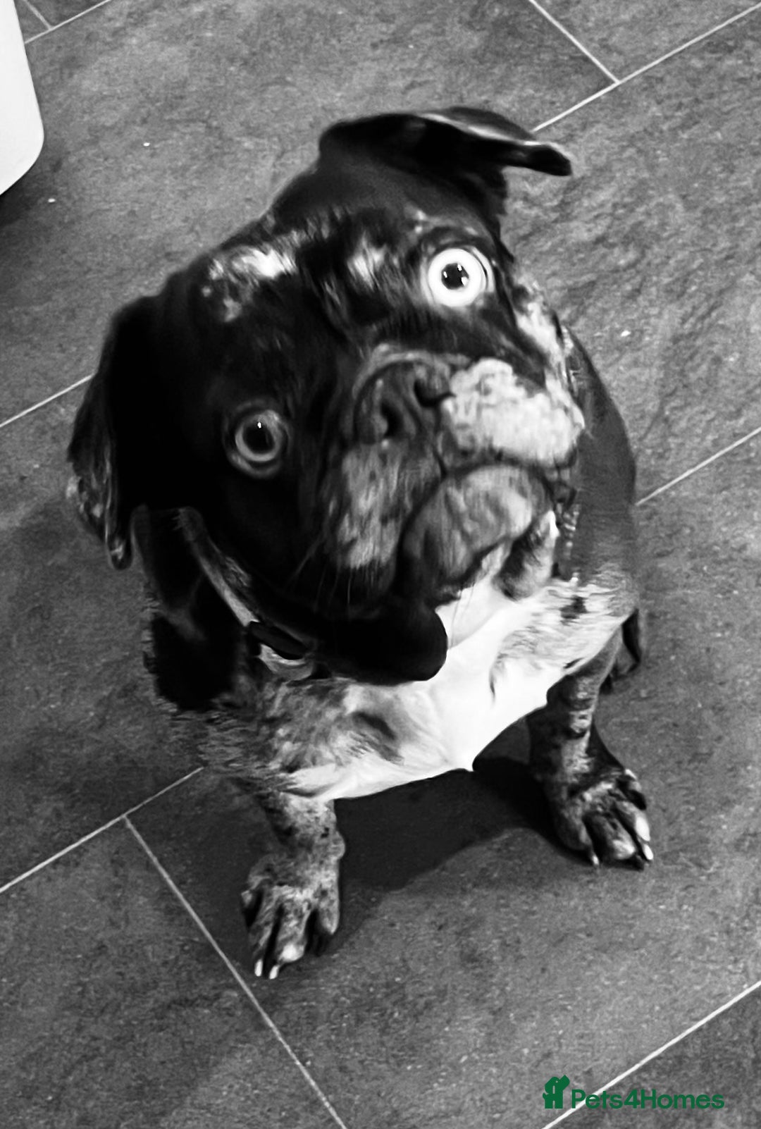 French Bulldog dogs for sale: Beautiful chocolate Merle girl  - Image 8